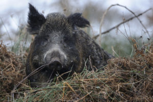 Wildschwein im Kessel