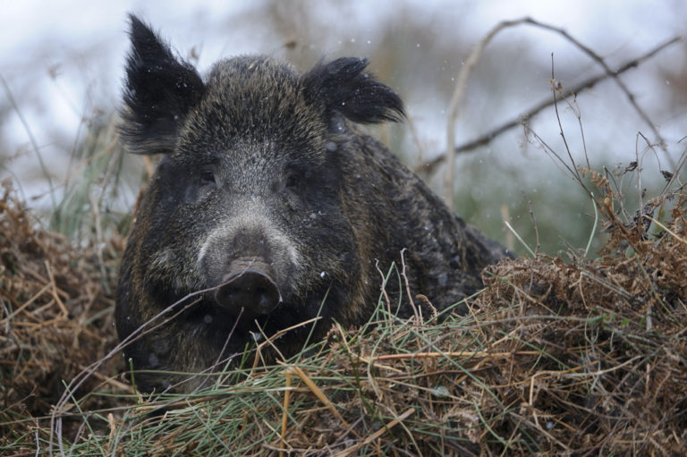 Wildschwein im Kessel