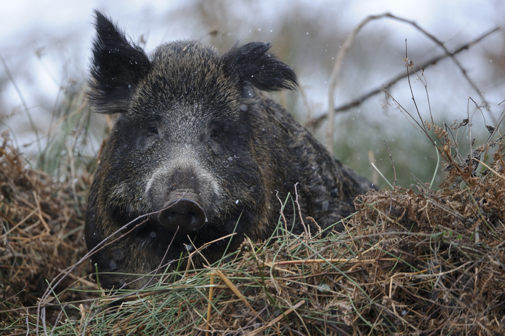 Wildschwein im Kessel