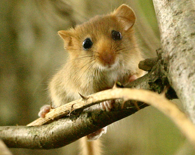 Haselmaus (Muscardinus avellanarius)