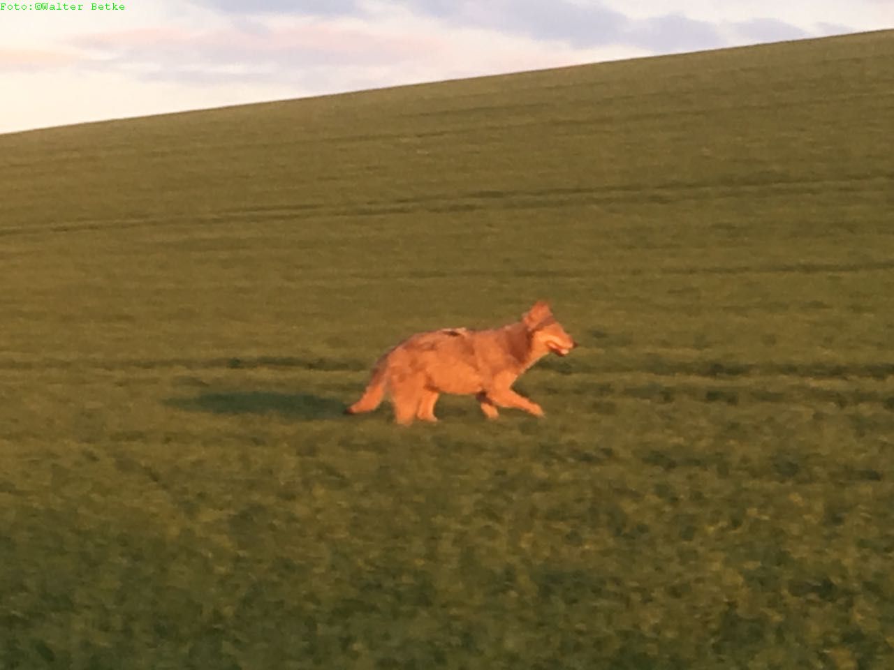 Wolf in Waldeck gesichtet