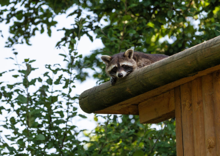 Waschbär auf einem Hausdach