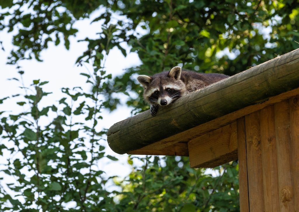 Waschbär auf einem Hausdach