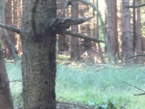 Mögliche Wolfssichtung im Reinhardswald