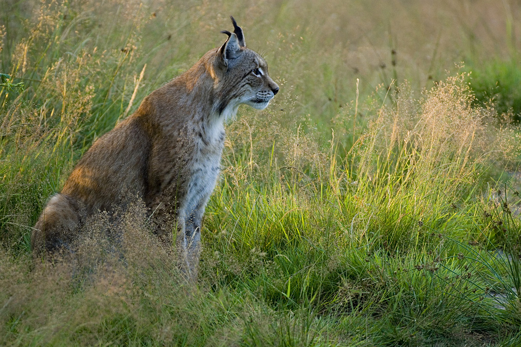 Luchs