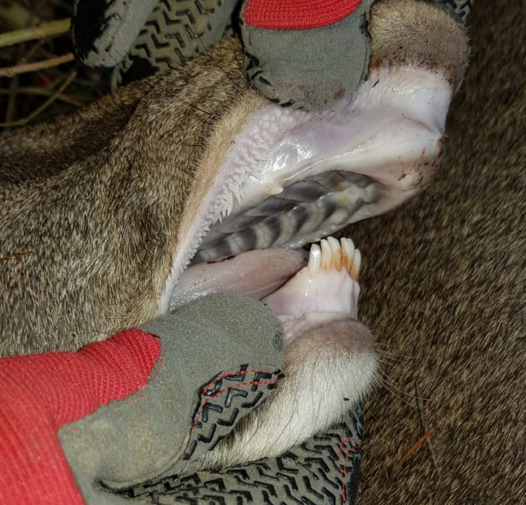 Rotwildkalb mit verkürztem Unterkiefer aus Nordhessen