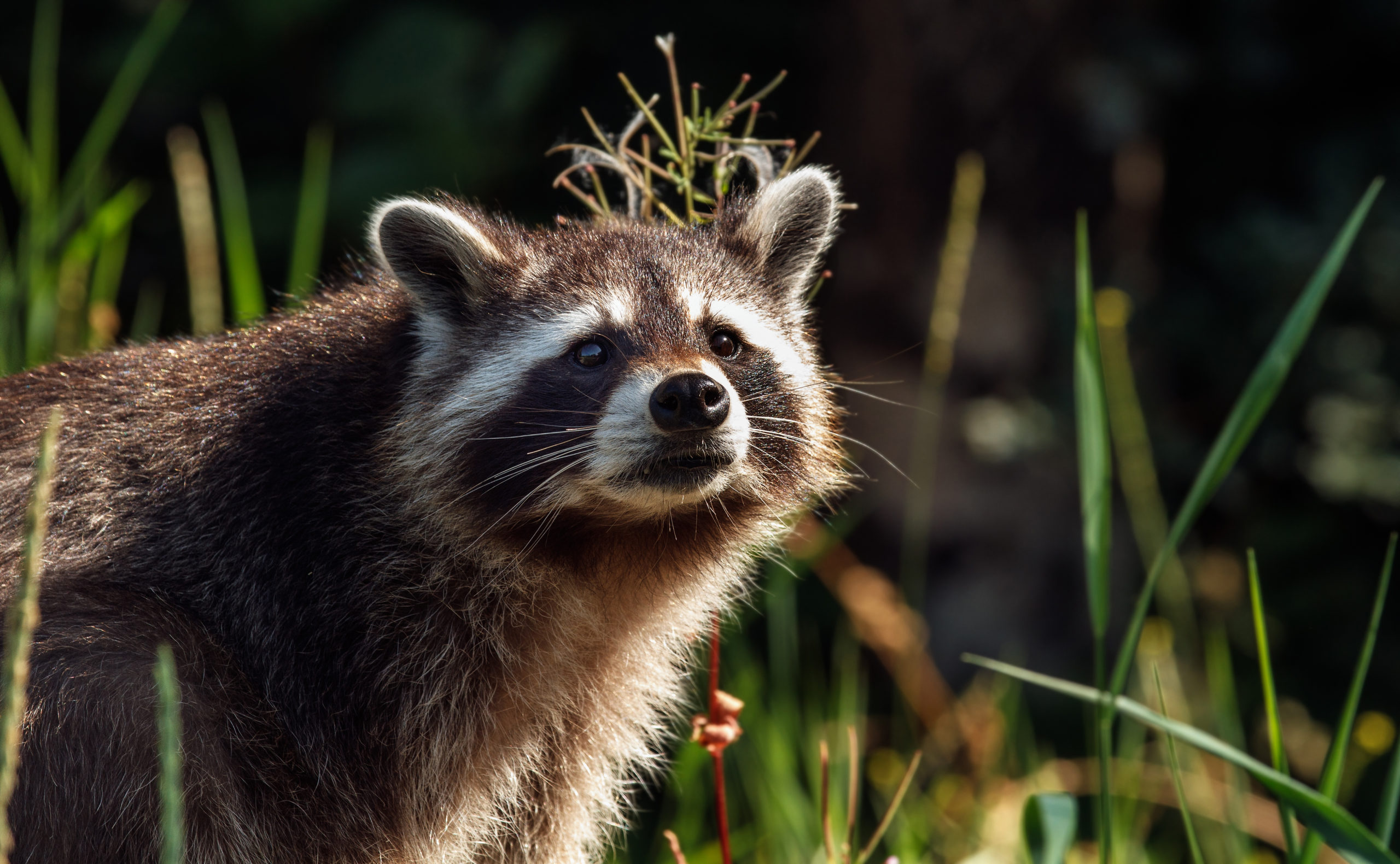 Ab 1. August darf der Waschbär in Hessen wieder bejagt werden. Foto: Seifert/DJV