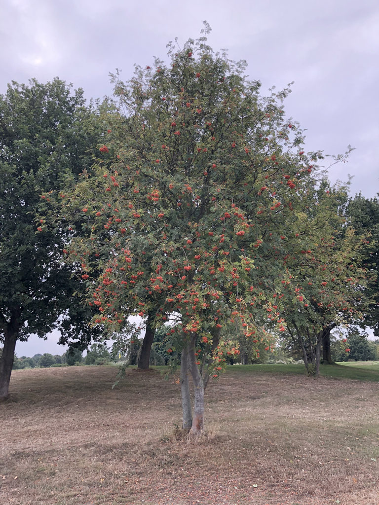 Eberesche Vogelbeere als Verbissgehölz