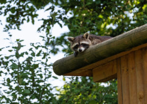 Waschbär auf einem Dach