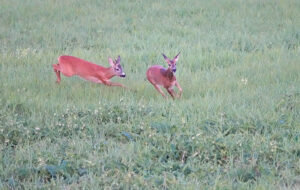 Jährlingsbock treibt eine Ricke
