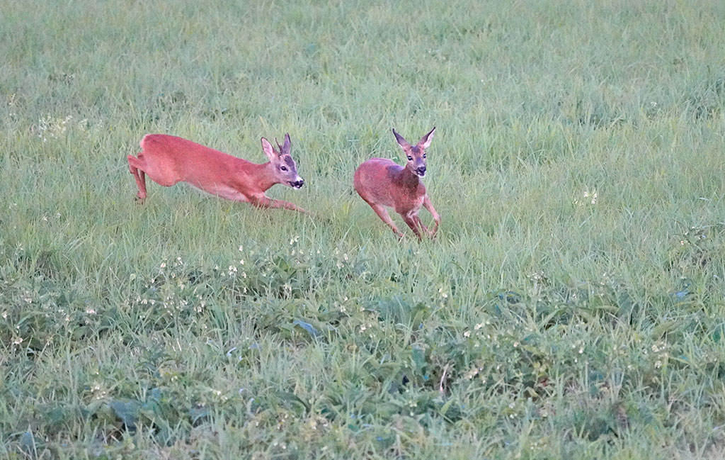 Jährlingsbock treibt eine Ricke