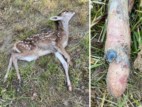 Rotwildkalb mit Missbildungen