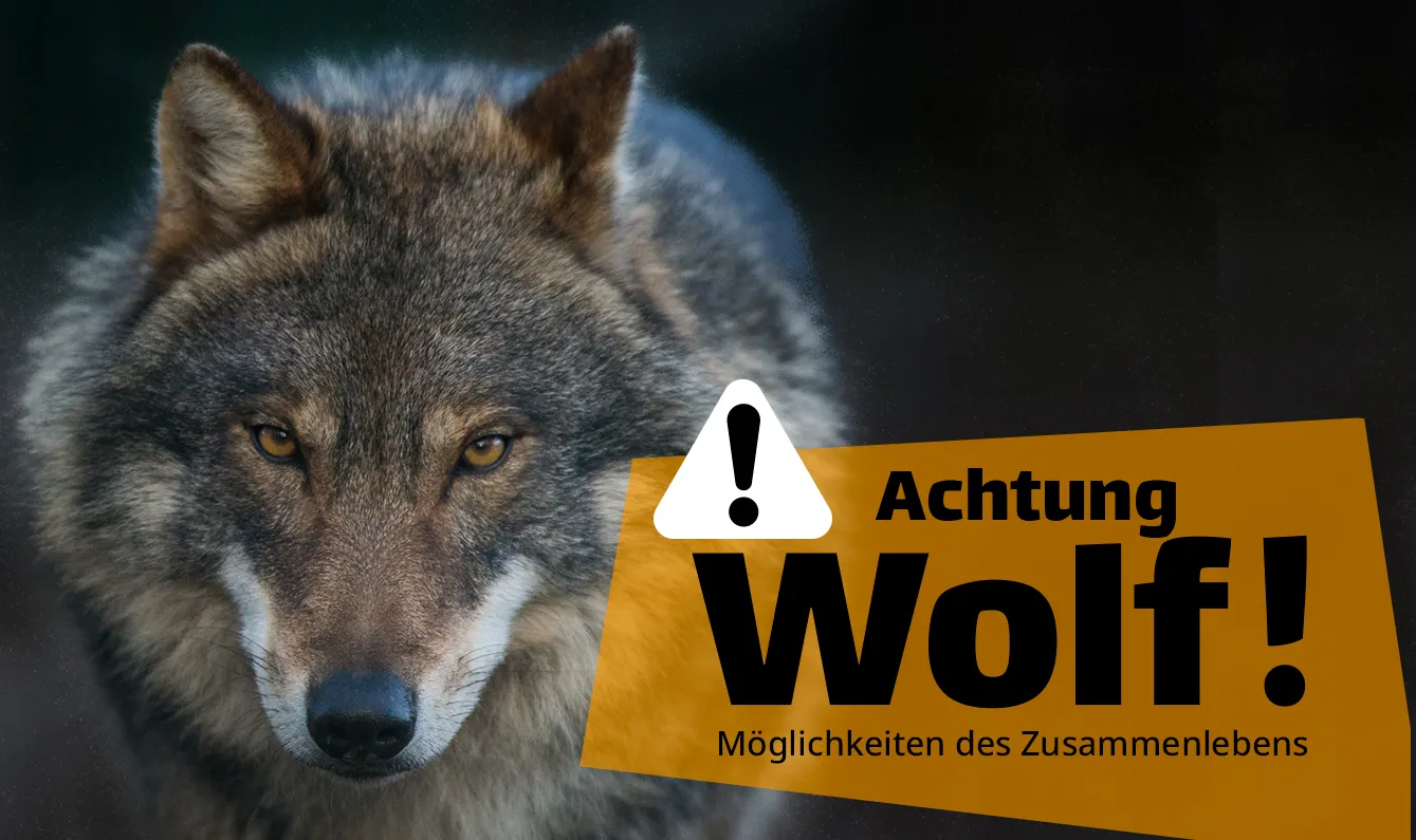 Achtung Wolf!