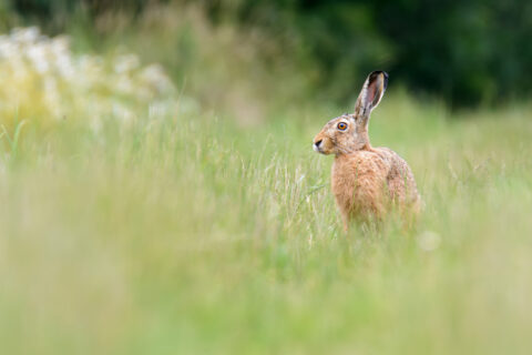 Feldhase auf überwachsenem Feldweg